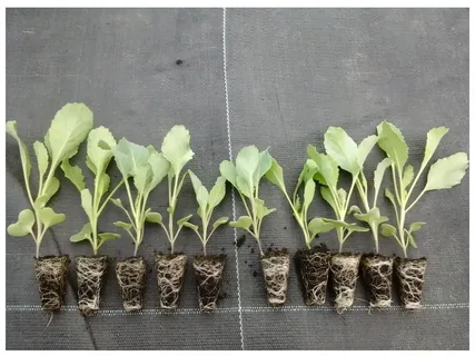 تصویر 3 از نشا گوجه فرنگی مقاوم به گرما و سرما